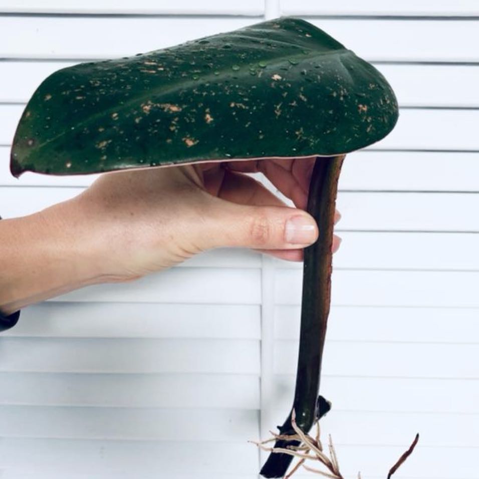 Photo of the plant species Philodendron 'Burgundy' by @Brooklyn6 named Your plant on Greg, the plant care app