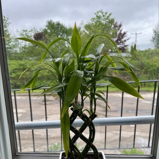 Lucky Bamboo plant in Seabrook, New Hampshire