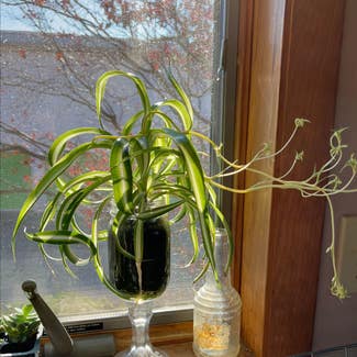 Spider Plant plant in Seabrook, New Hampshire