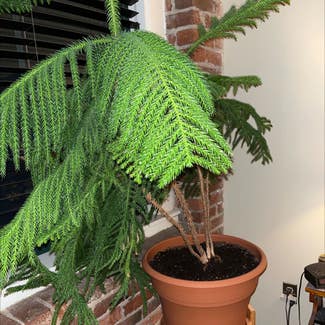 Norfolk Island Pine plant in Seabrook, New Hampshire