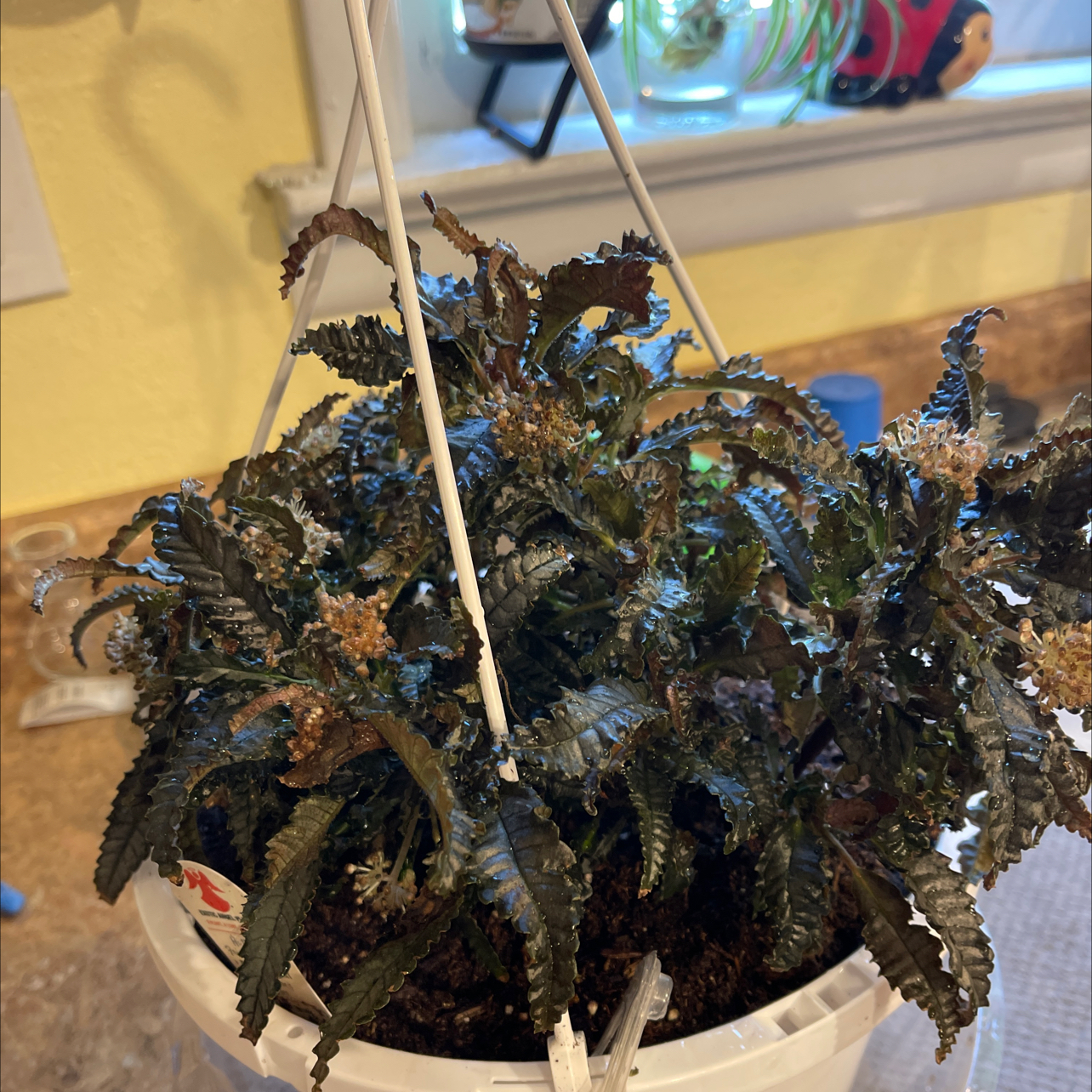 Dark Mystery Pilea plant in a hanging pot with some browning leaves, indoors.