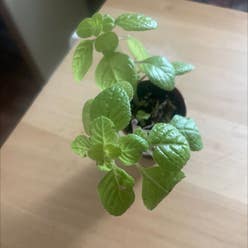Creeping Charlie plant