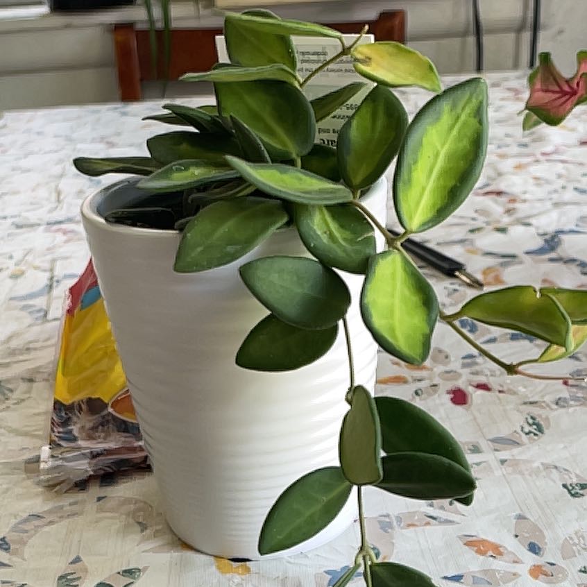 Photo of the plant species Sea stone hoya by @GrownMitrealoe named King Titan on Greg, the plant care app