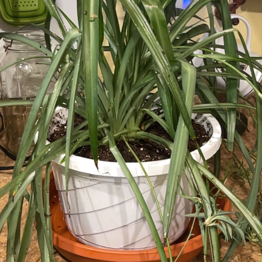 Photo of the plant species Green Spider Plant by @GrownMitrealoe named Beckham 1 on Greg, the plant care app