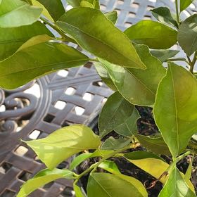 Photo of the plant species Harvey lemon Tree by @AngelCat named Bella on Greg, the plant care app