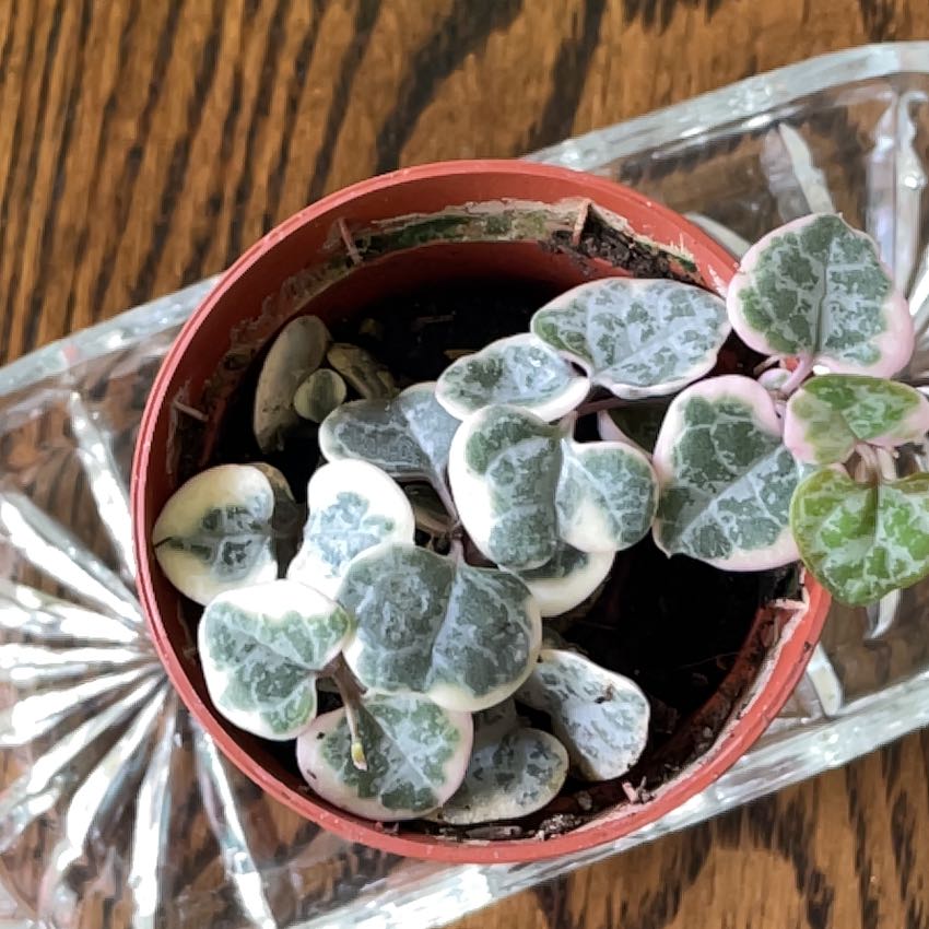 Photo of the plant species String of Hearts, varigated by @AngelCat named Athena on Greg, the plant care app