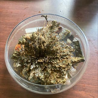 Rose of Jericho plant in Somewhere on Earth