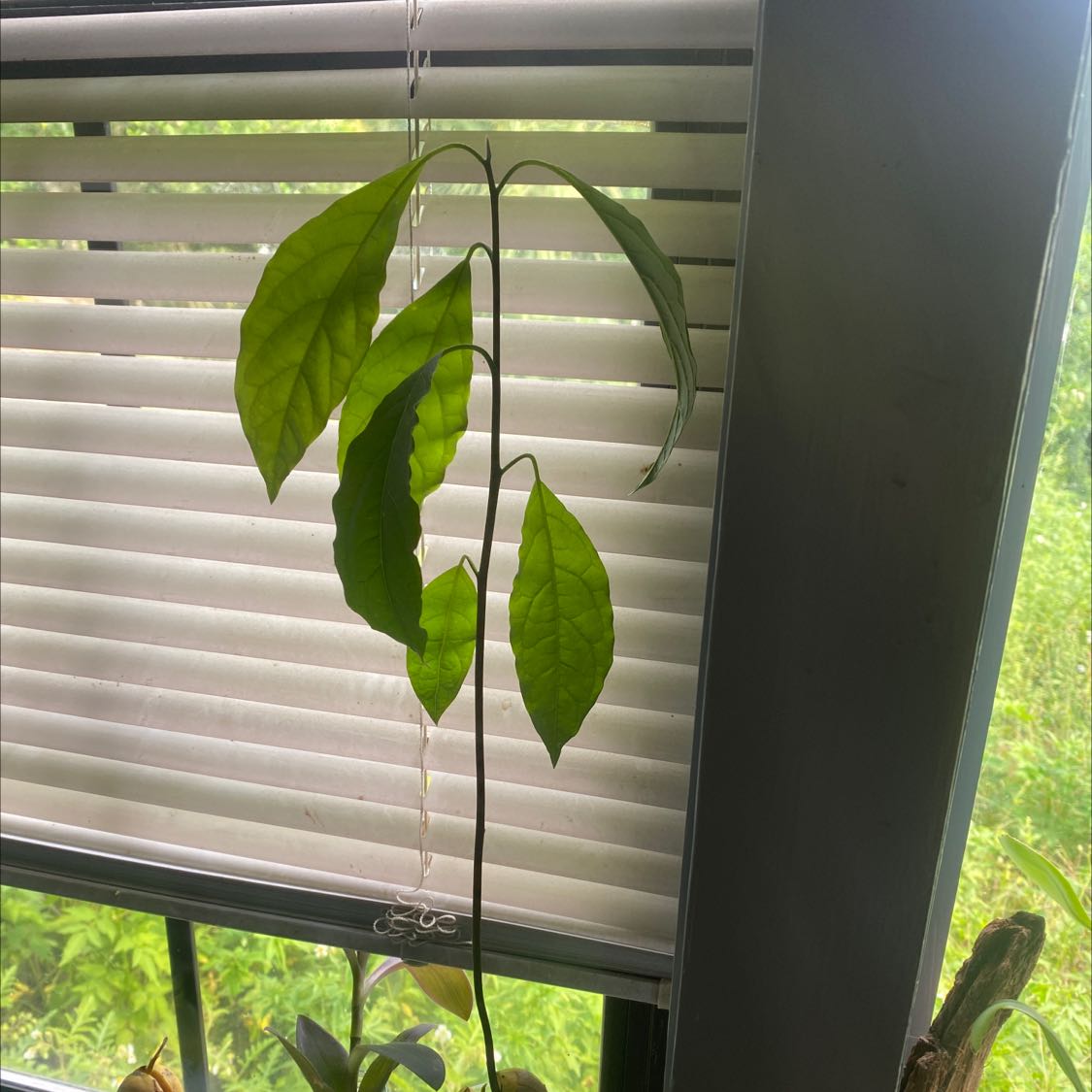 Photo of the plant species Wurtz Avocado by @WelsomeLukiwan named Advo on Greg, the plant care app