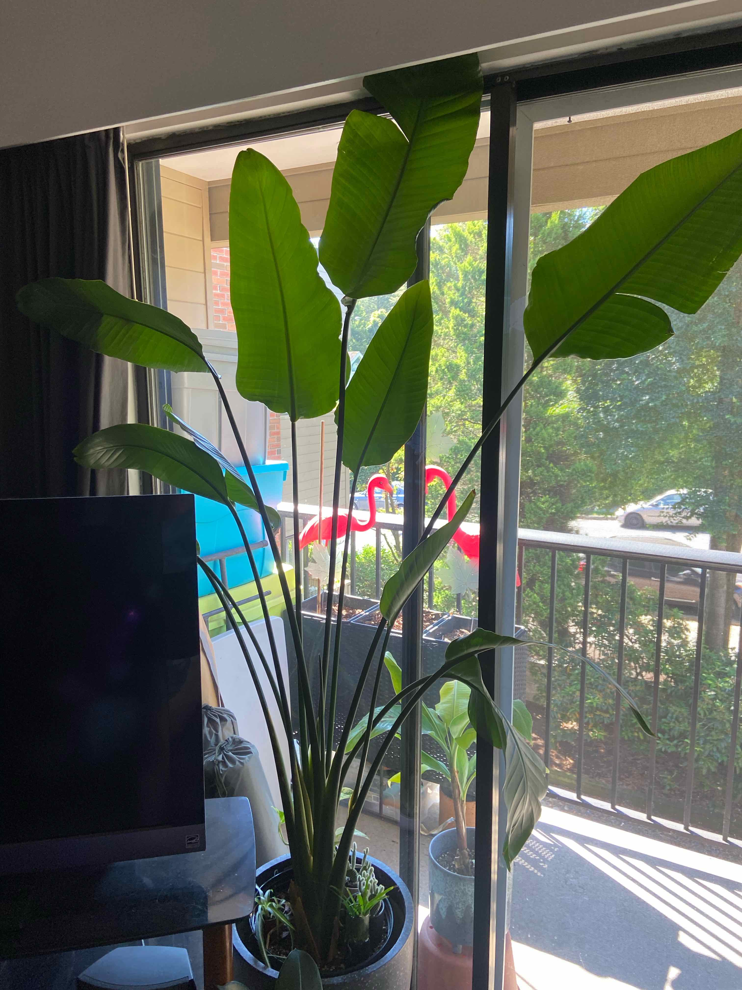 Bird of Paradise plant photo by @DrDrey named Patsy Cline on Greg, the plant care app.