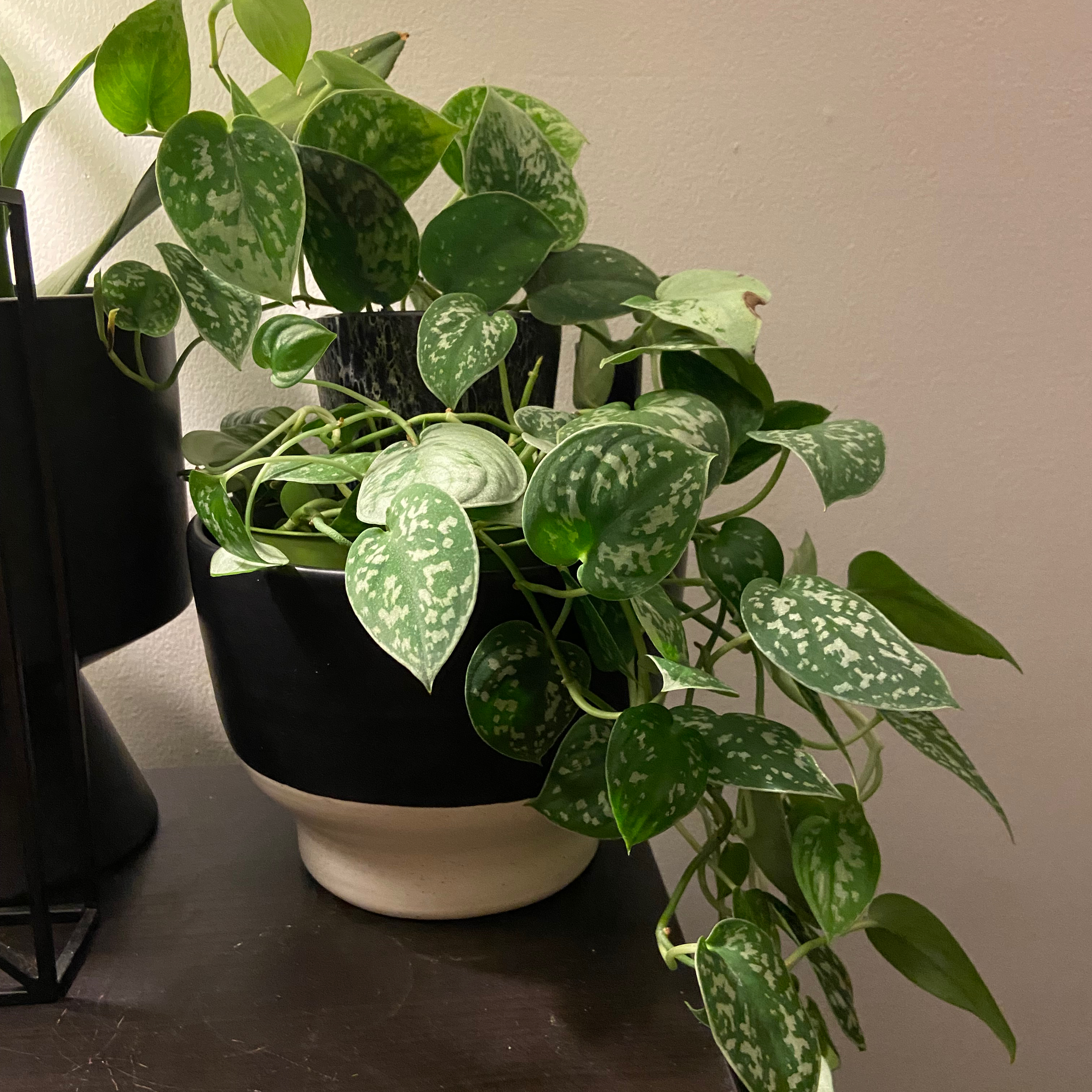 Satin Pothos plant photo by @DrDrey named Dusty Springfield on Greg, the plant care app.