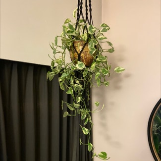 Pearls and Jade Pothos plant in Somewhere on Earth