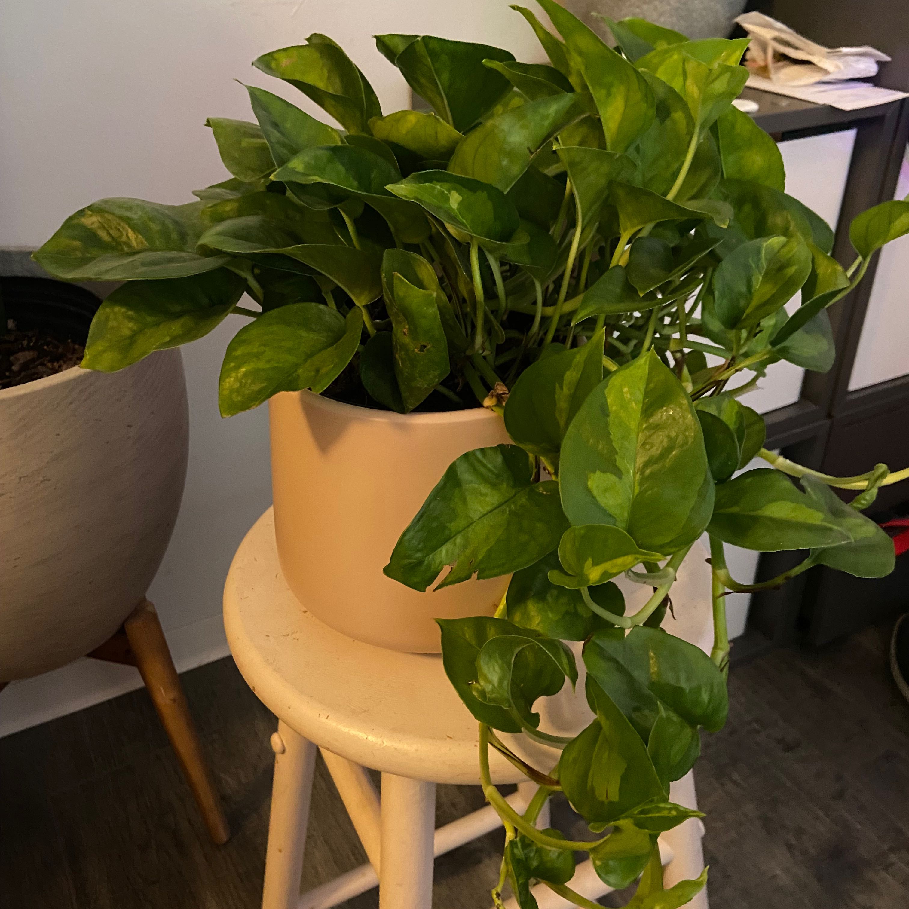 Healthy Global Green Pothos plant in a pot on a stool with vibrant green leaves.