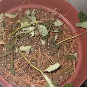 Photo of the plant species White Strawberry by @KingJuiiceArt named Stella on Greg, the plant care app