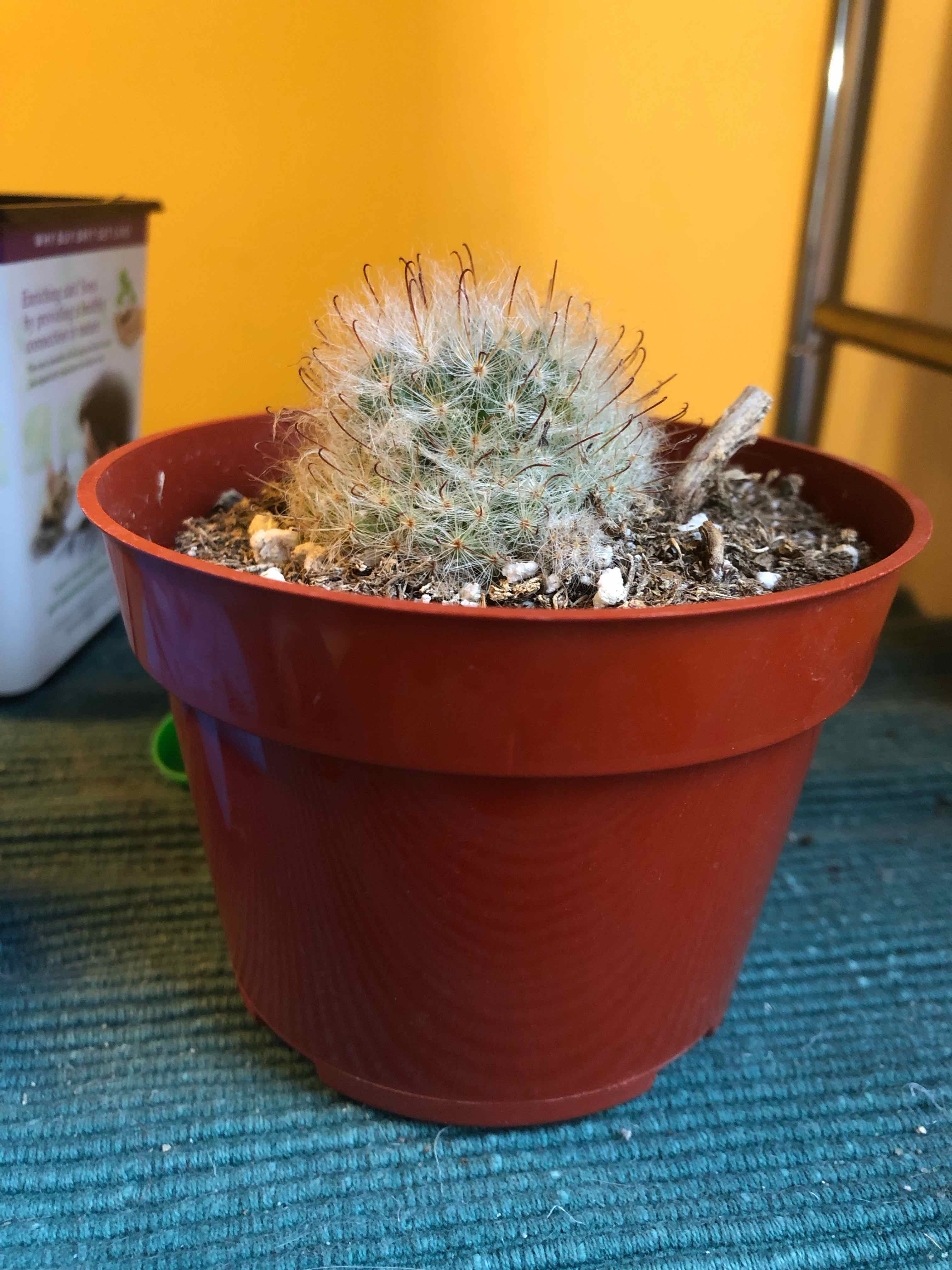 Powder Puff Cactus in a red pot with visible soil, appears healthy.