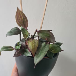 Tradescantia zebrina 'Mme Lequesne' plant in Greater London, England