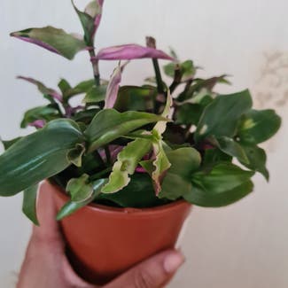 Tradescantia Blushing Bride plant in Greater London, England
