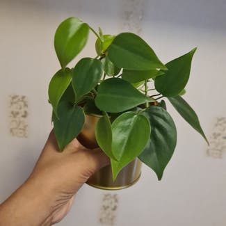 Heartleaf Philodendron plant in Greater London, England