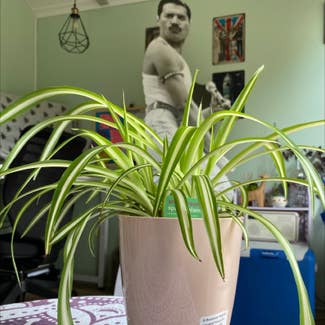 Spider Plant plant in Newport, Wales