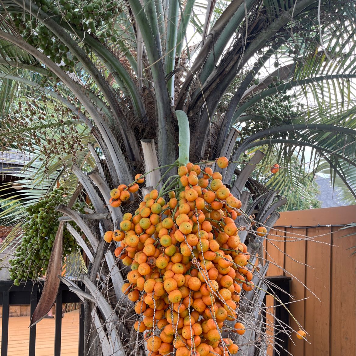 Photo of the plant species Jelly palm by @StandupOtanthus named Your plant on Greg, the plant care app