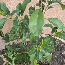 Photo of the plant species Red Tip Photinia by @ProfoundRhodora named Miley on Greg, the plant care app