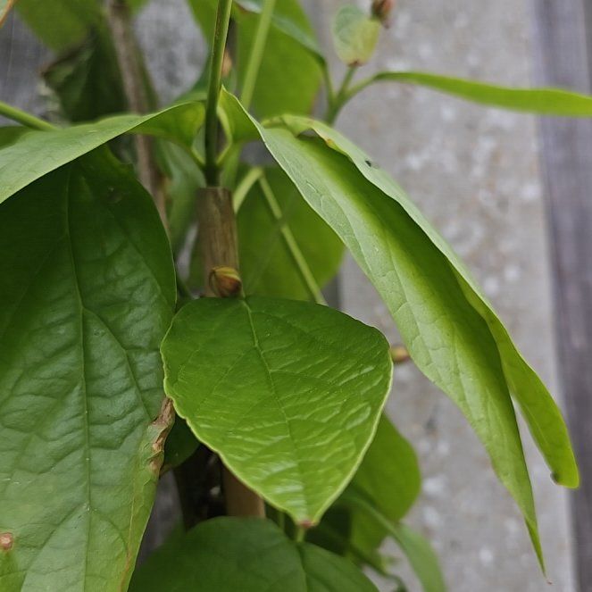Photo of the plant species Sweetshrub by @ResoluteGrass named Denali on Greg, the plant care app