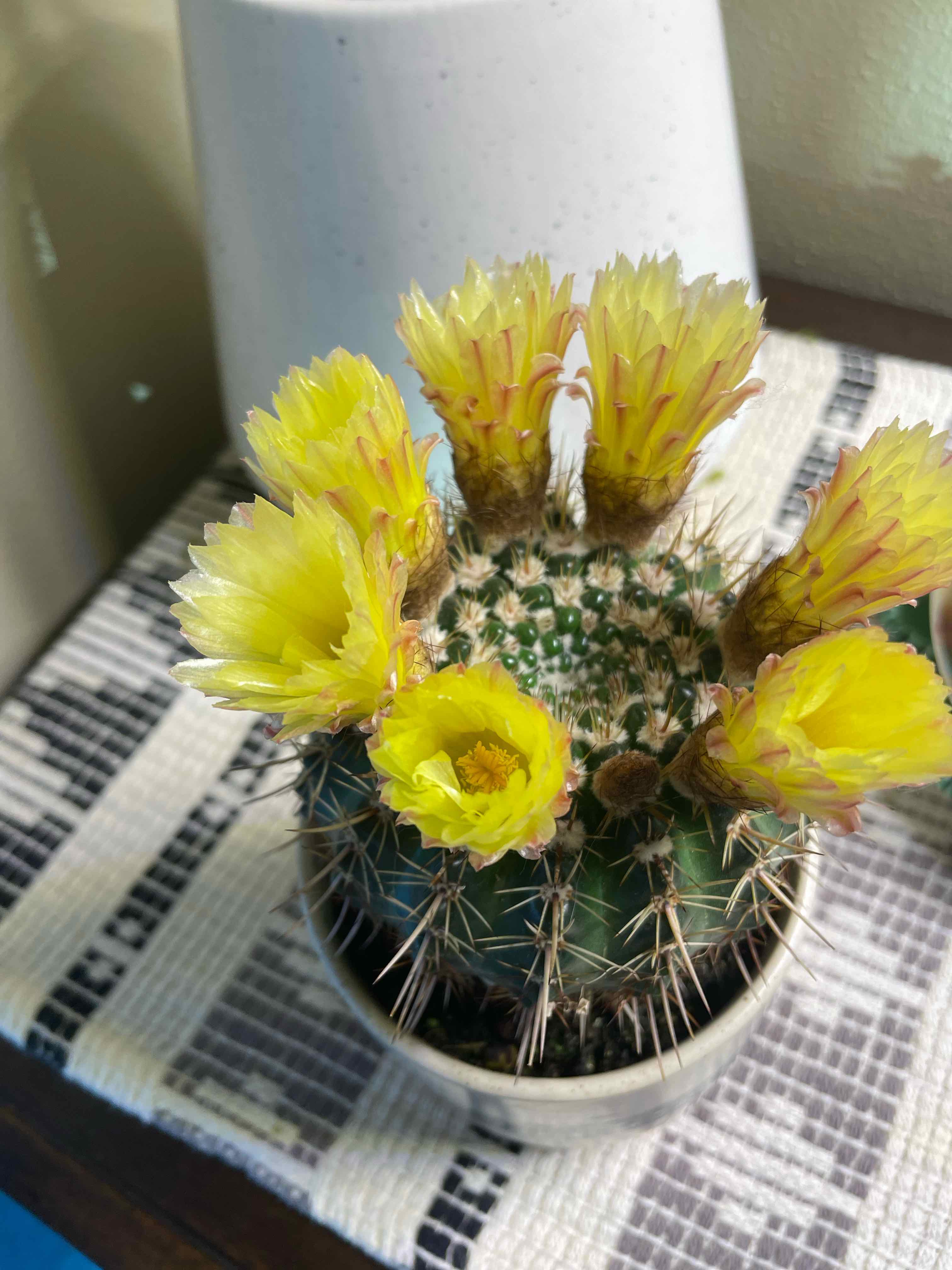 Parodia x erubescens cactus with multiple yellow flowers in bloom, healthy and well-framed.