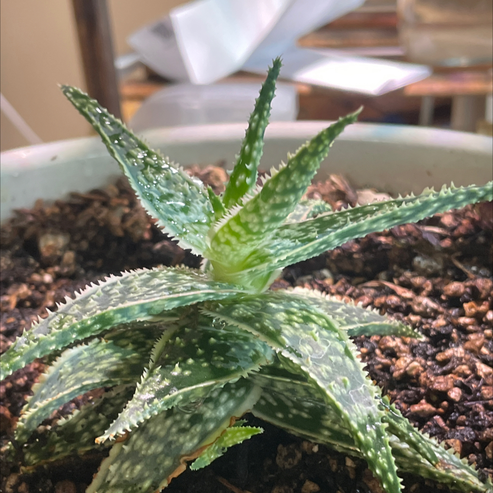 Pink Blush Aloe plant in a pot with visible soil, appearing healthy.
