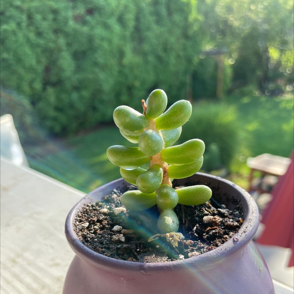 A healthy Sedum hernandezii succulent in a pot with visible soil, set against a garden background.