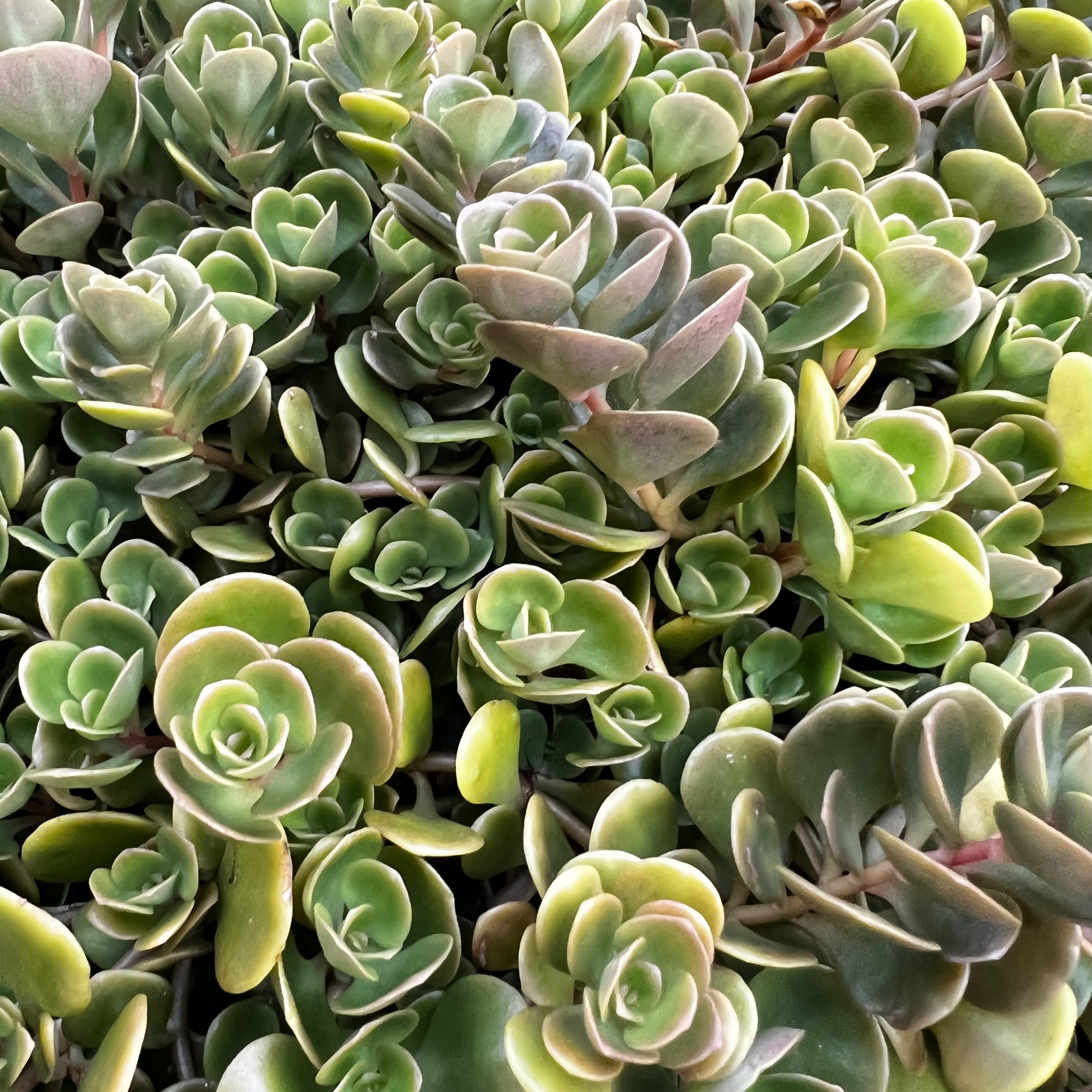 Dense cluster of Chinese Sedum plants with some yellowing and browning leaves.