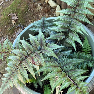 Japanese Painted Fern plant in Martinsville, Virginia