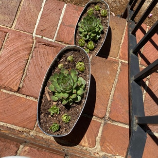 Hens and Chicks plant in Martinsville, Virginia