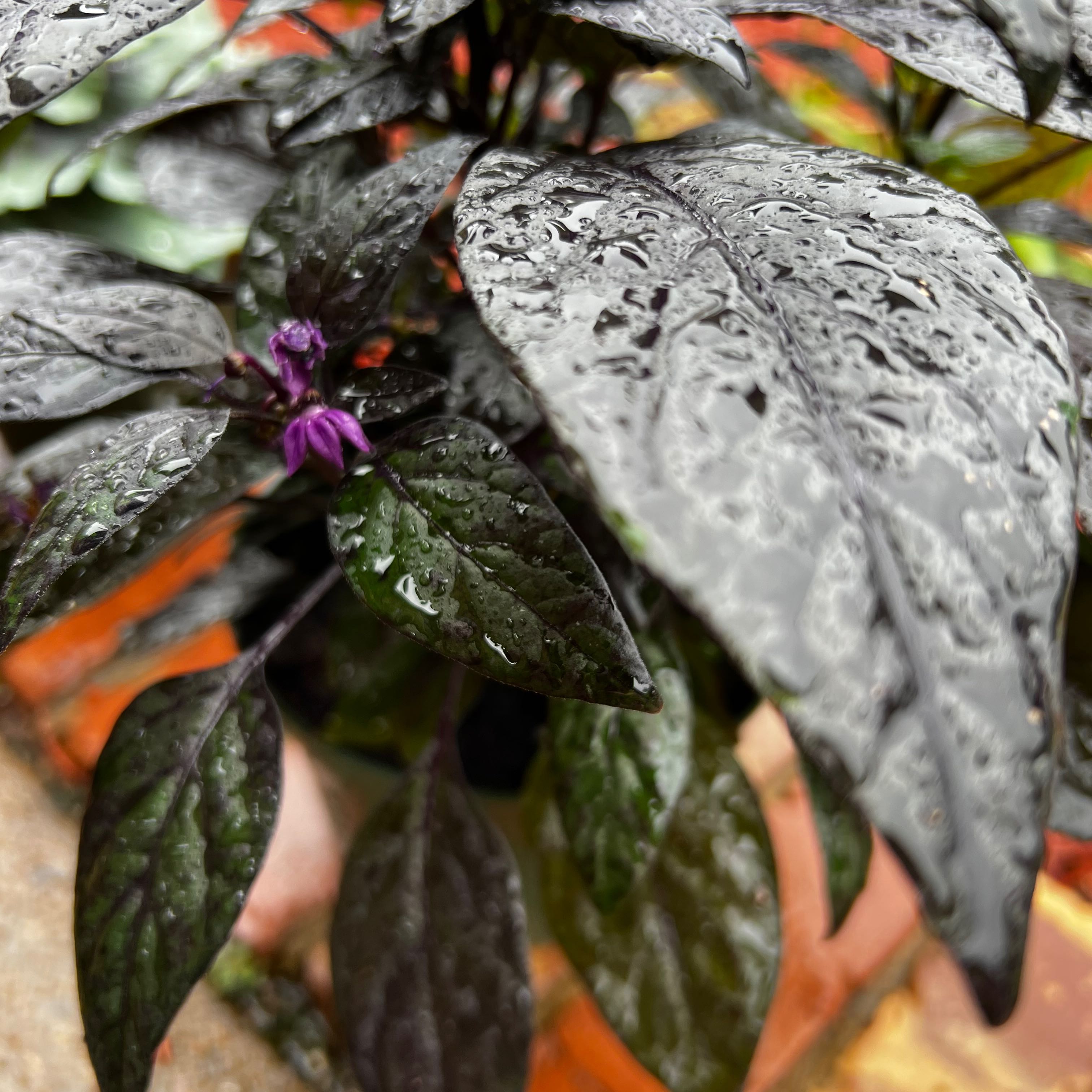 Ornamental Pepper plant with dark, glossy leaves and small purple flowers, covered in water droplets.
