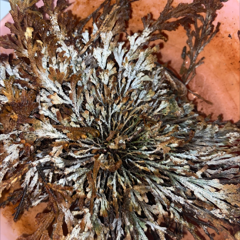 Photo of the plant species Rose of Jericho by @PrincePothos named Sol on Greg, the plant care app