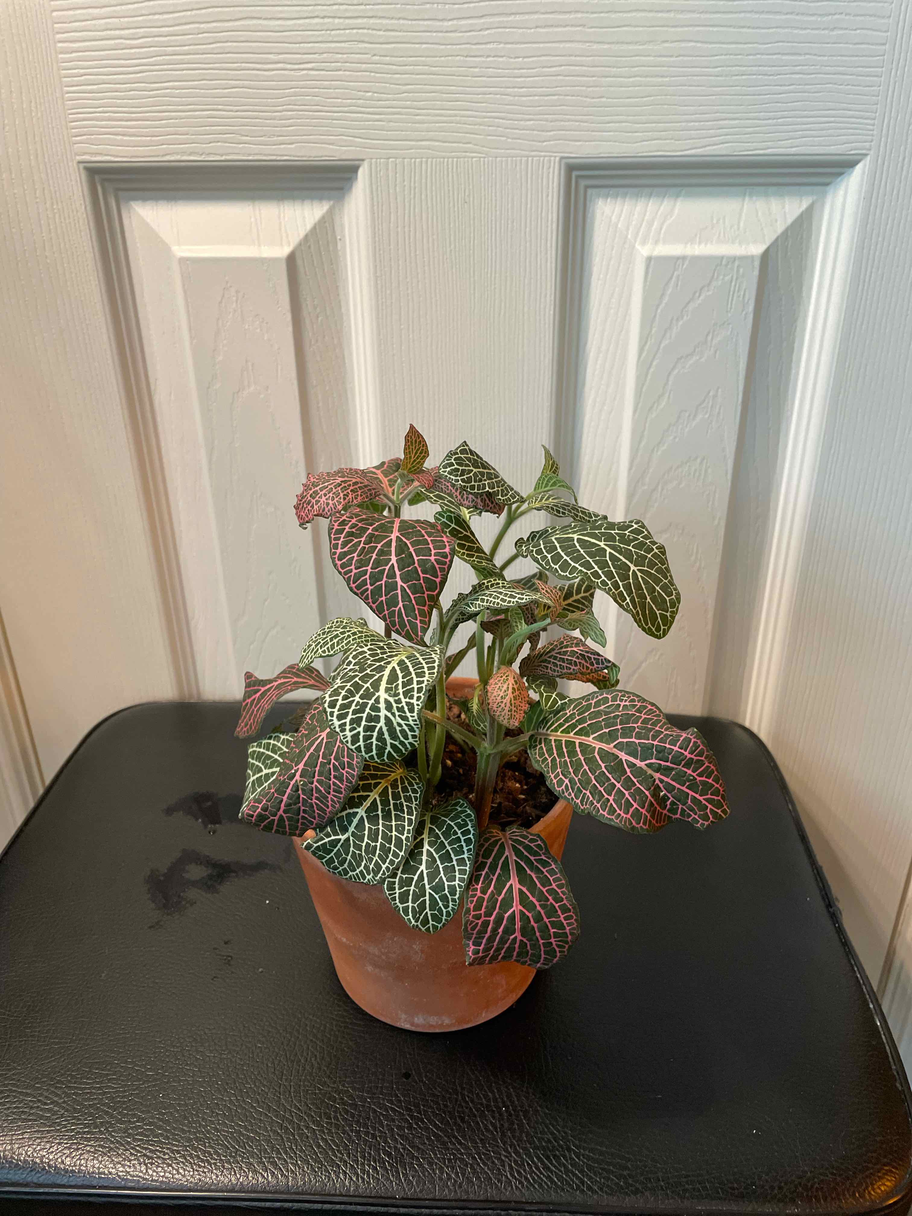 Pink Wave Nerve Plant in a terracotta pot with vibrant pink and green veined leaves.