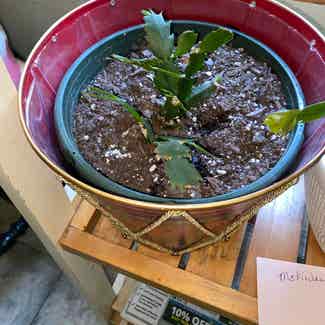 False Christmas Cactus plant in Honey Brook, Pennsylvania