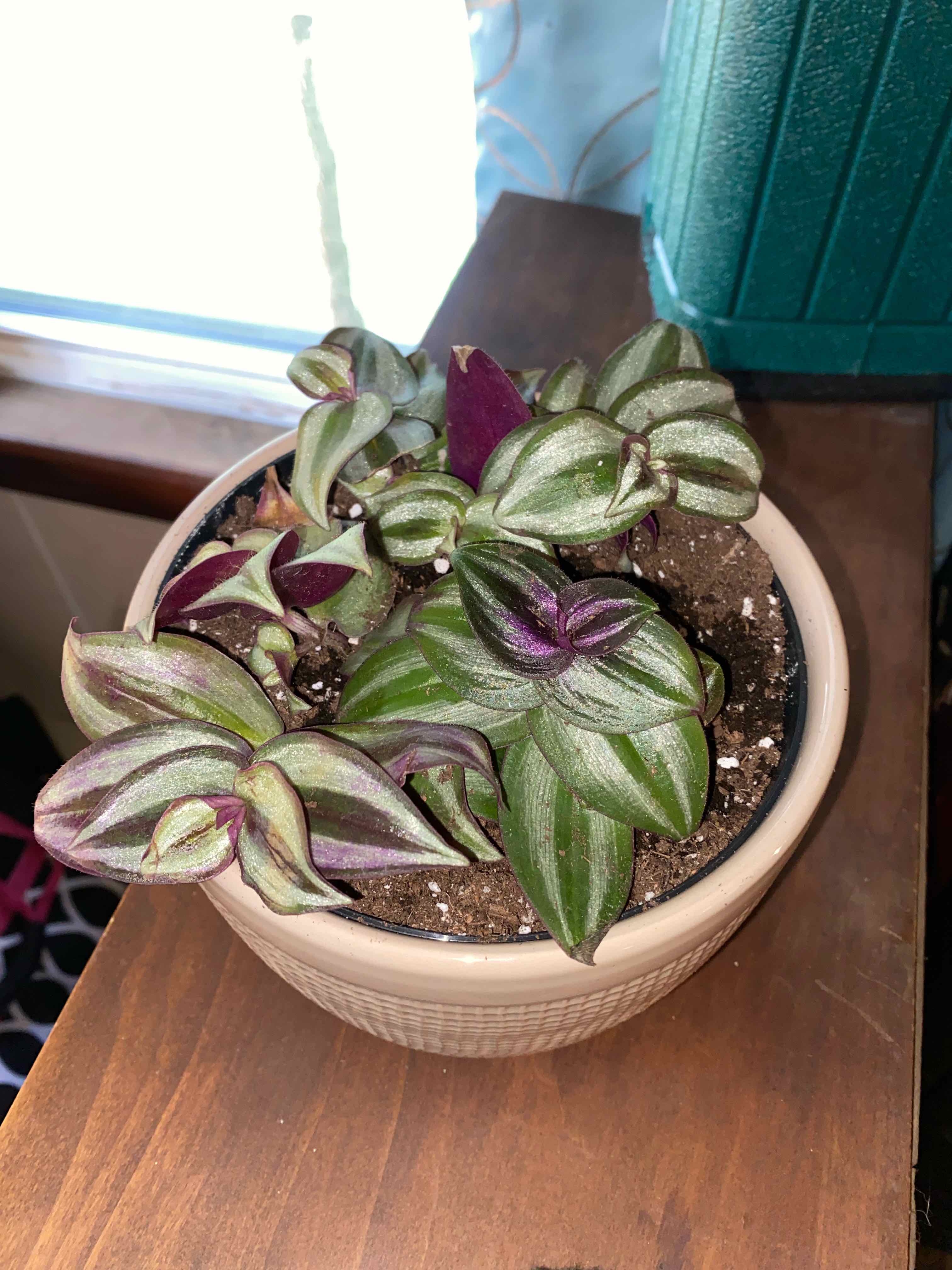 Potted Wandering Dude 'Burgundy' plant with vibrant green and burgundy leaves.