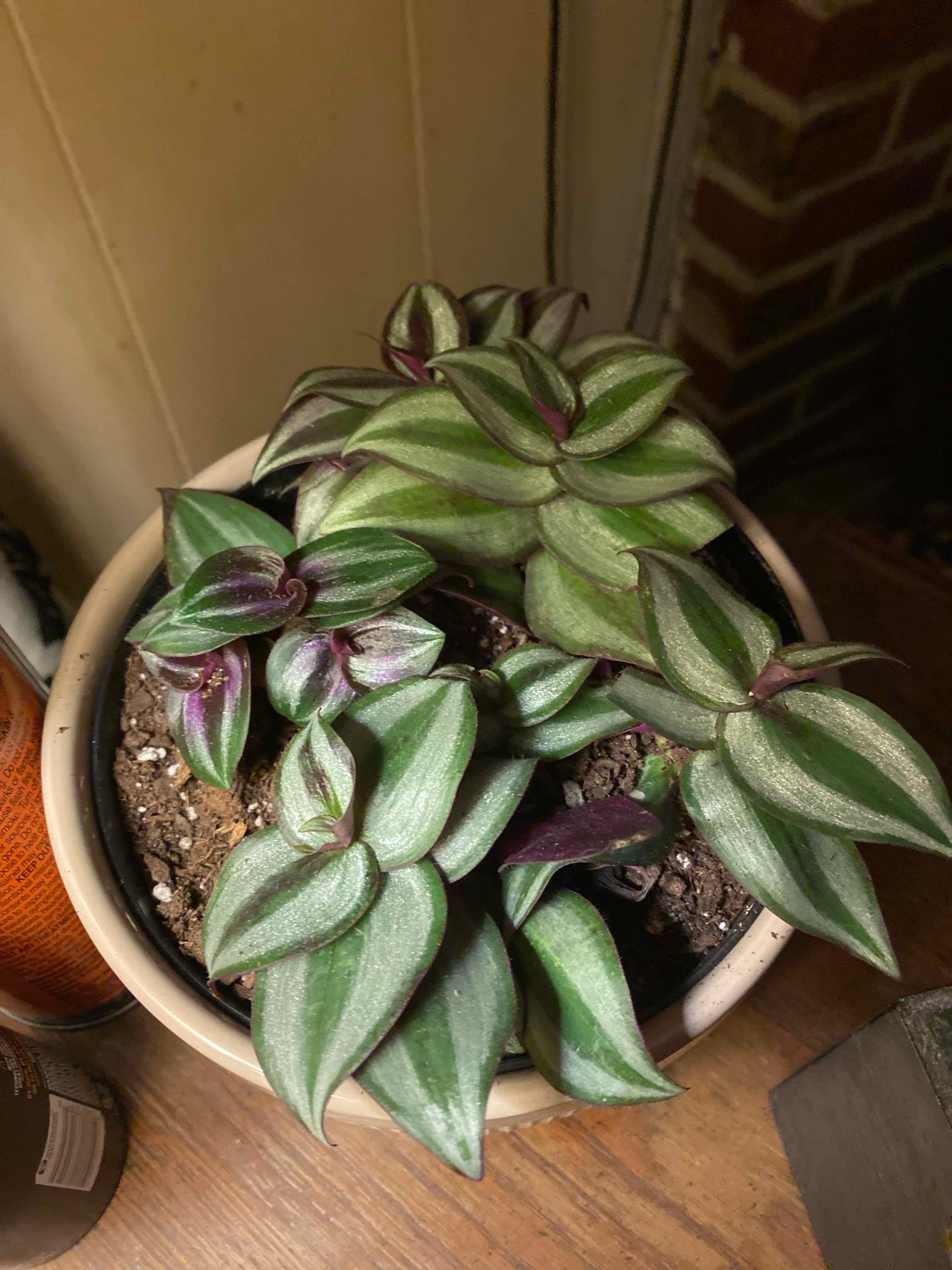 Healthy Wandering Dude 'Burgundy' plant in a pot with vibrant leaves.