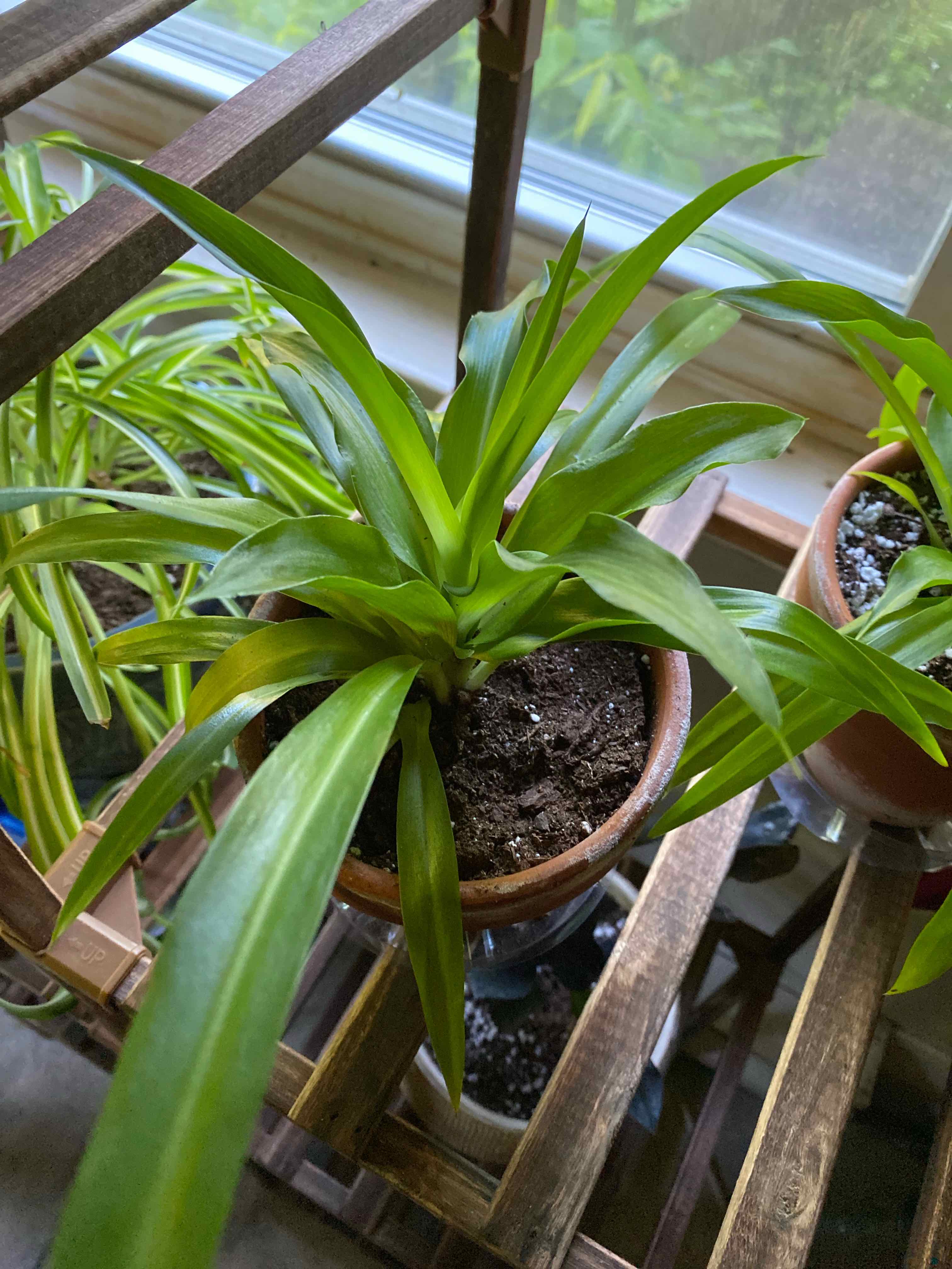 Potted Hawaiian Spider Plant with healthy green leaves and visible soil.