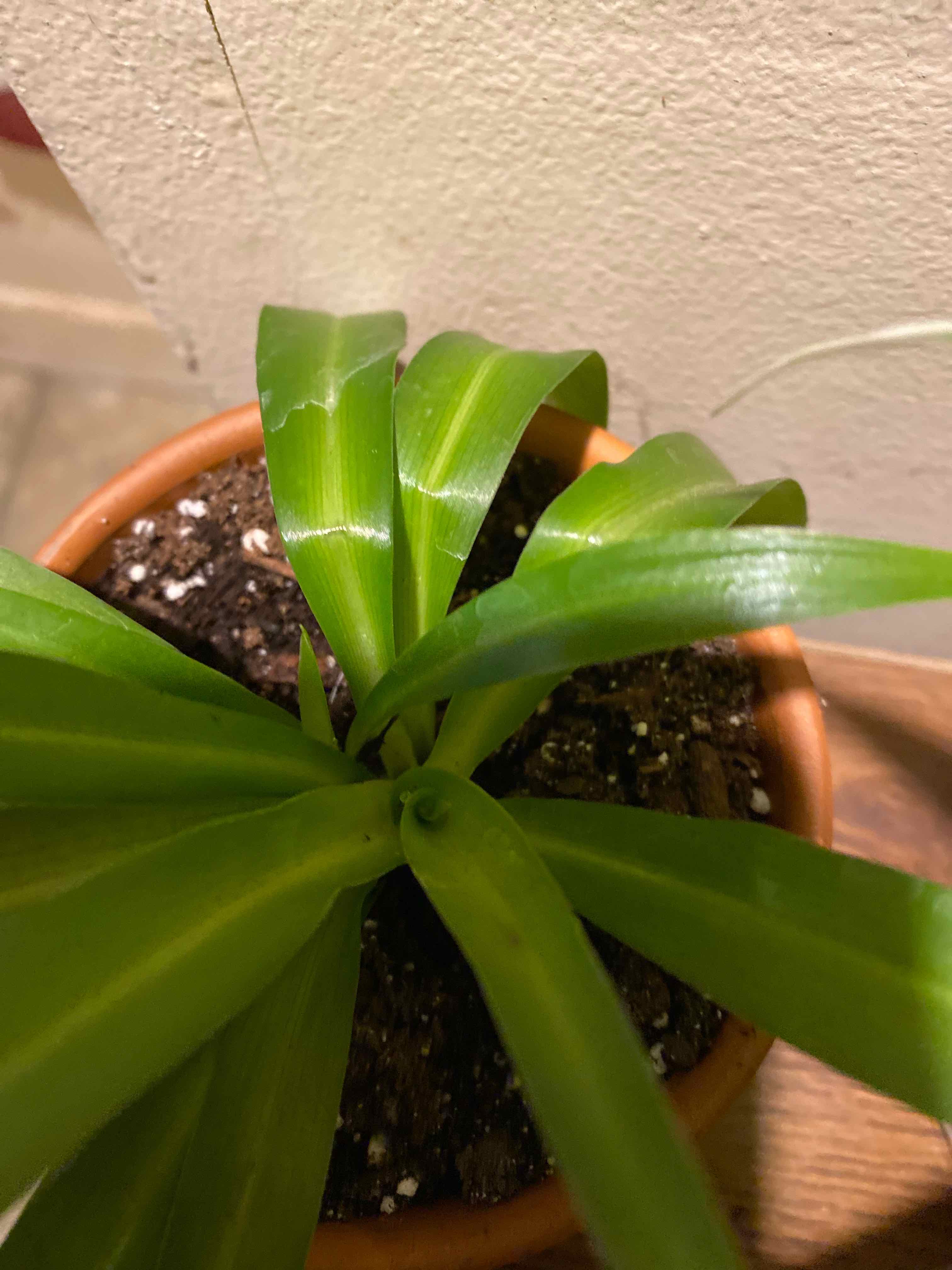 Potted Hawaiian Spider Plant with healthy green leaves and visible soil.