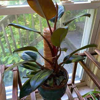 Blushing Philodendron plant in Honey Brook, Pennsylvania