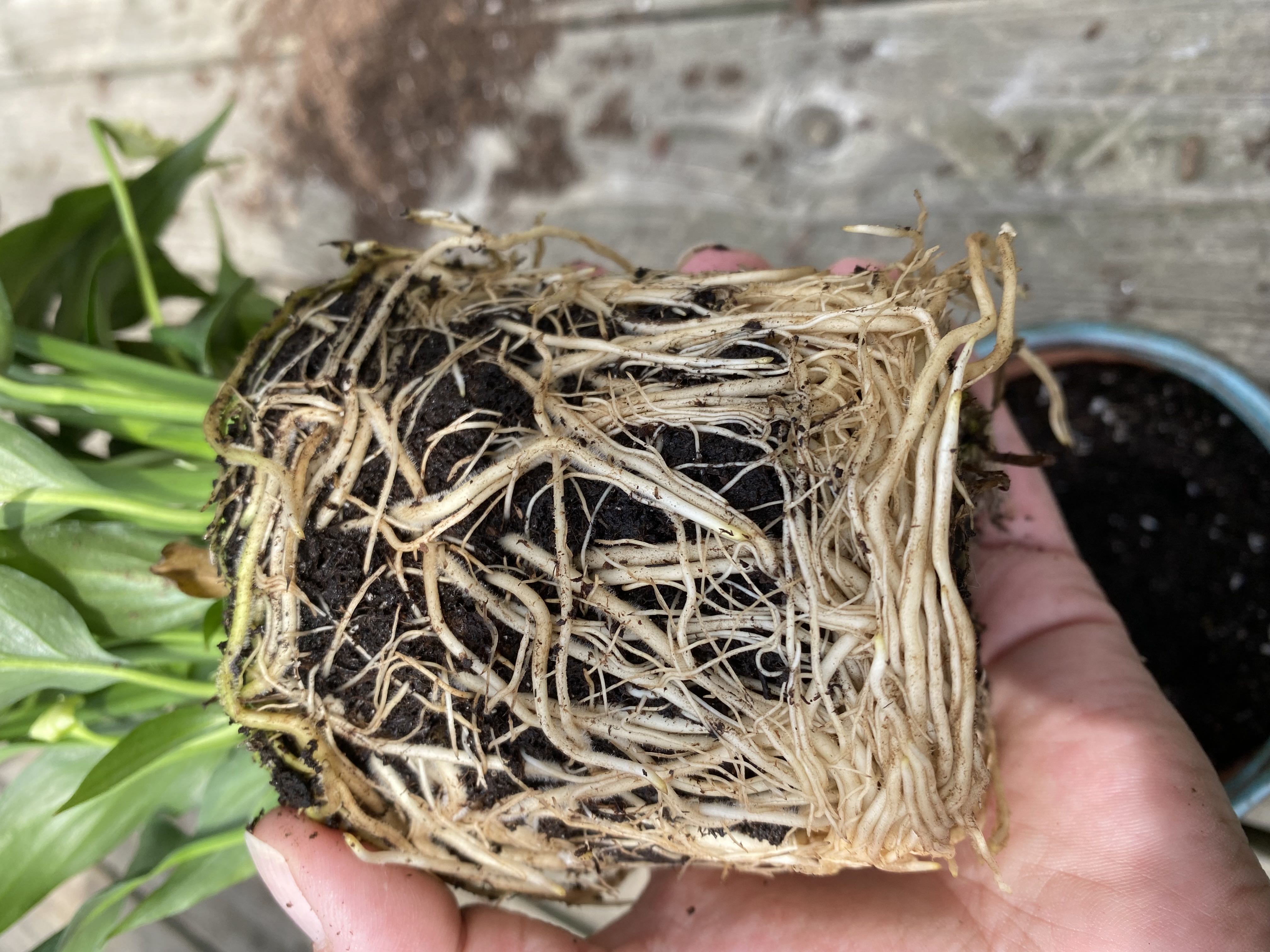 Photo from the post