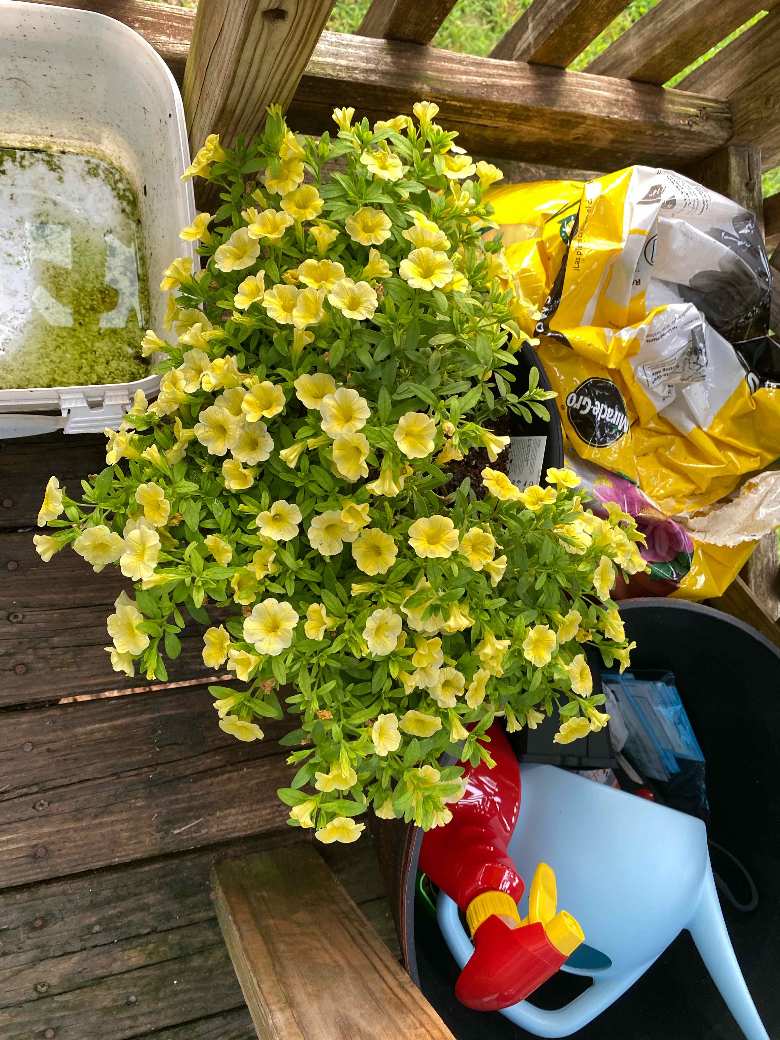 Photo of the plant species Superbells Yellow Chiffon Calibrachoa by @bunnyisplanting named Belle on Greg, the plant care app