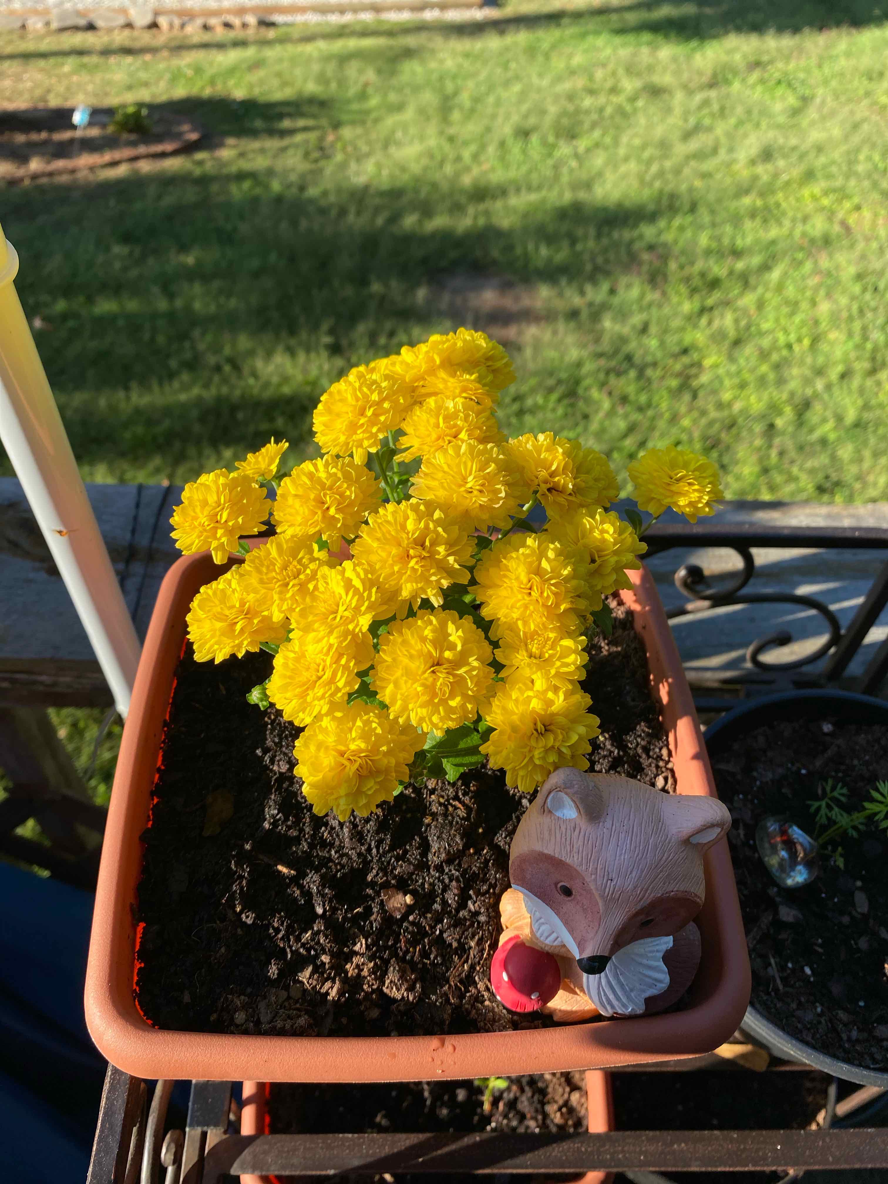 Chrysanthemum plant with vibrant yellow flowers in a pot, soil visible.