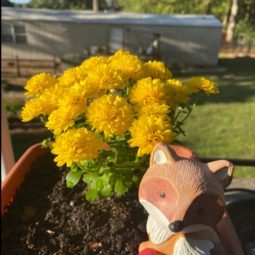 Chrysanthemum plant with vibrant yellow flowers and a decorative fox figurine in the pot.