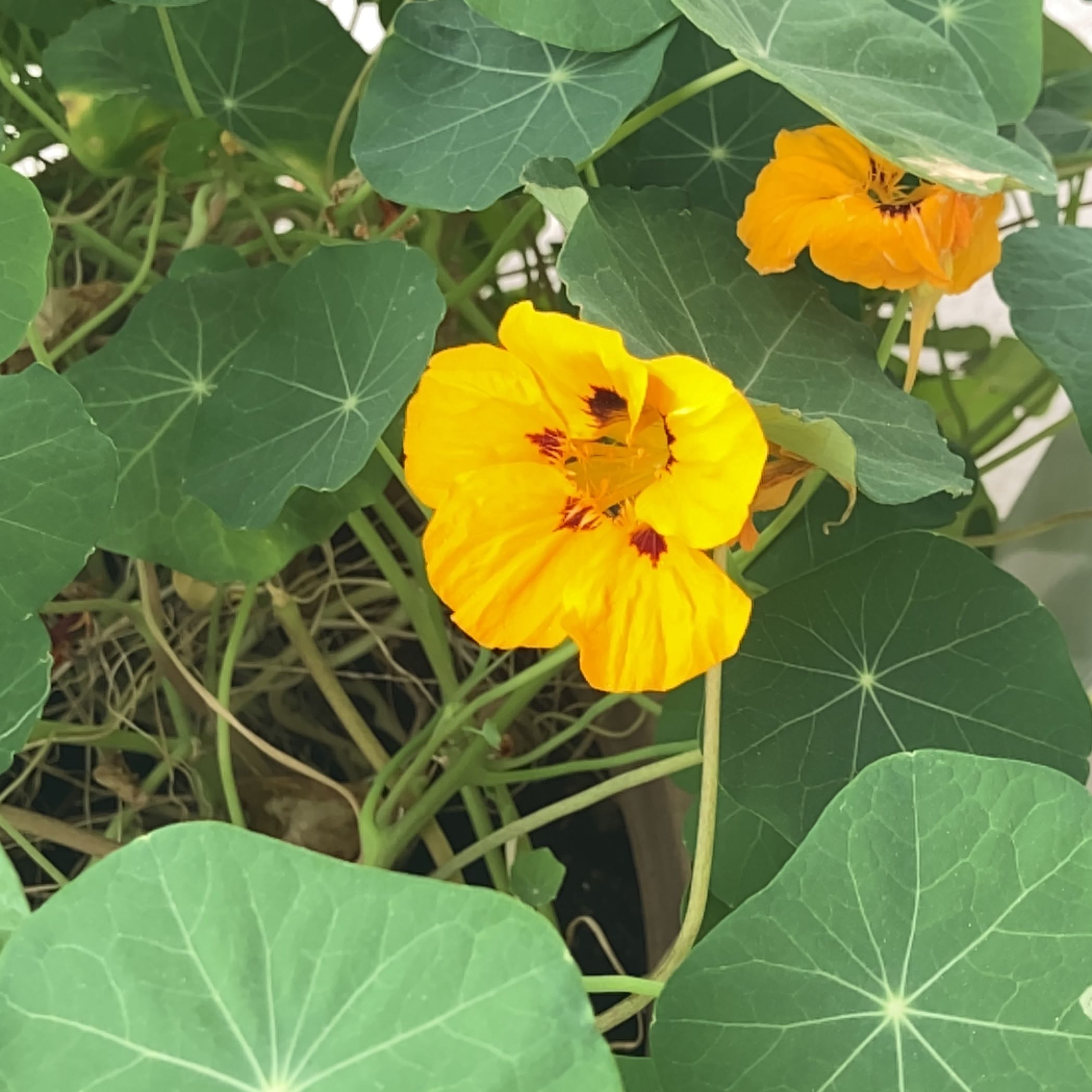 Garden Nasturtium with vibrant yellow flowers and healthy green leaves.