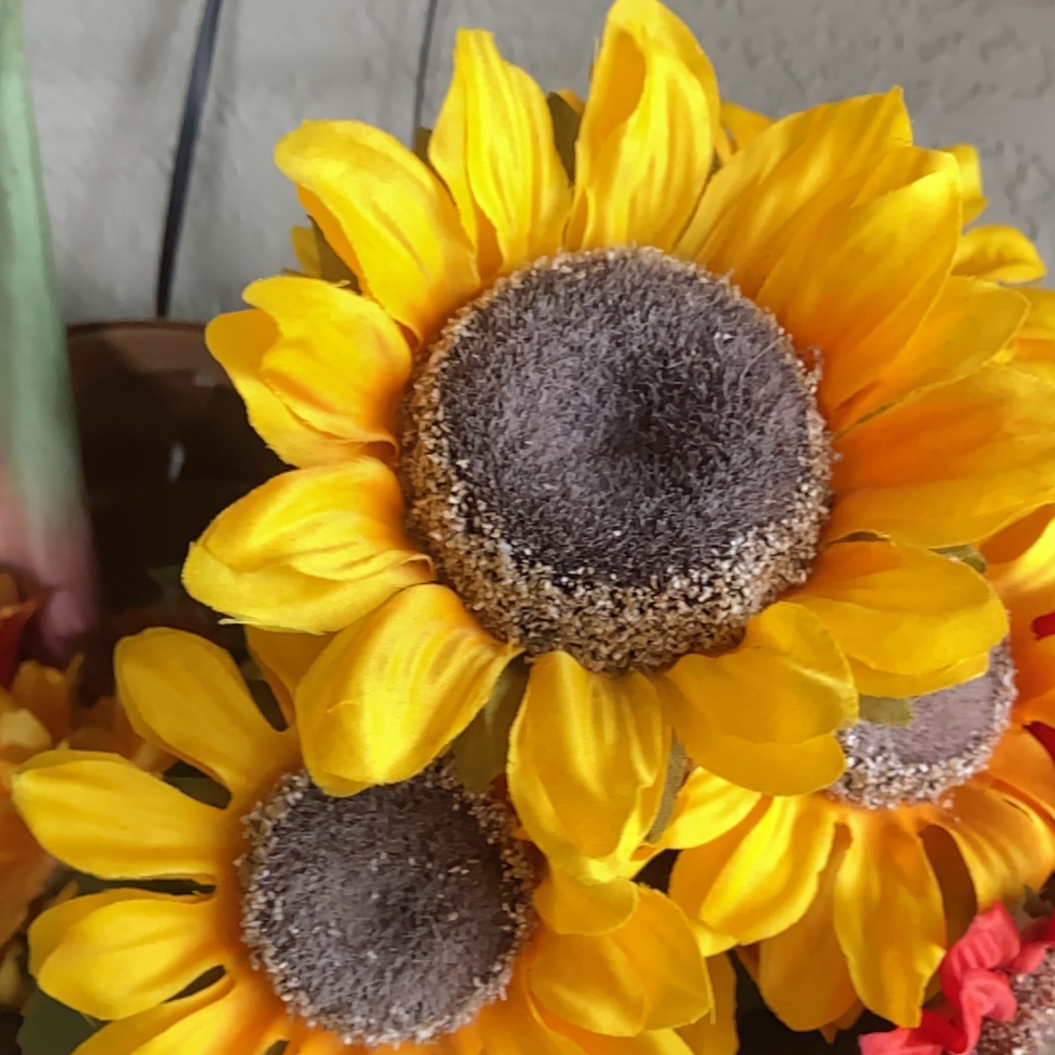 Close-up of two large, healthy sunflowers with vibrant yellow petals and dark brown centers, held by human hands.