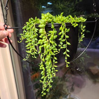 String of Tears plant in Tucson, Arizona