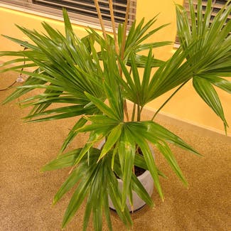 Chinese Fan Palm plant in Tucson, Arizona