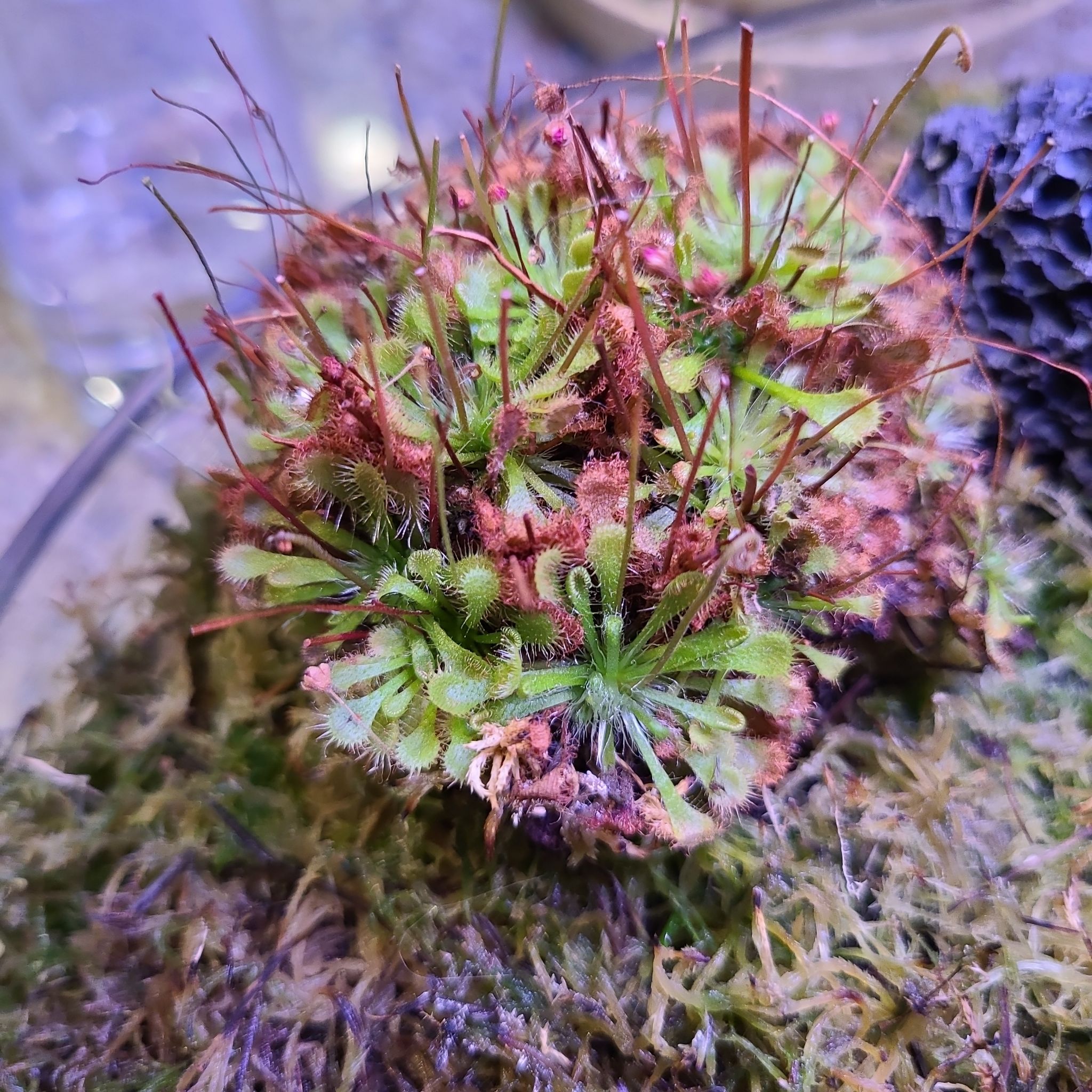 Spoon-Leaved Sundew plant with some browning leaves, surrounded by moss.