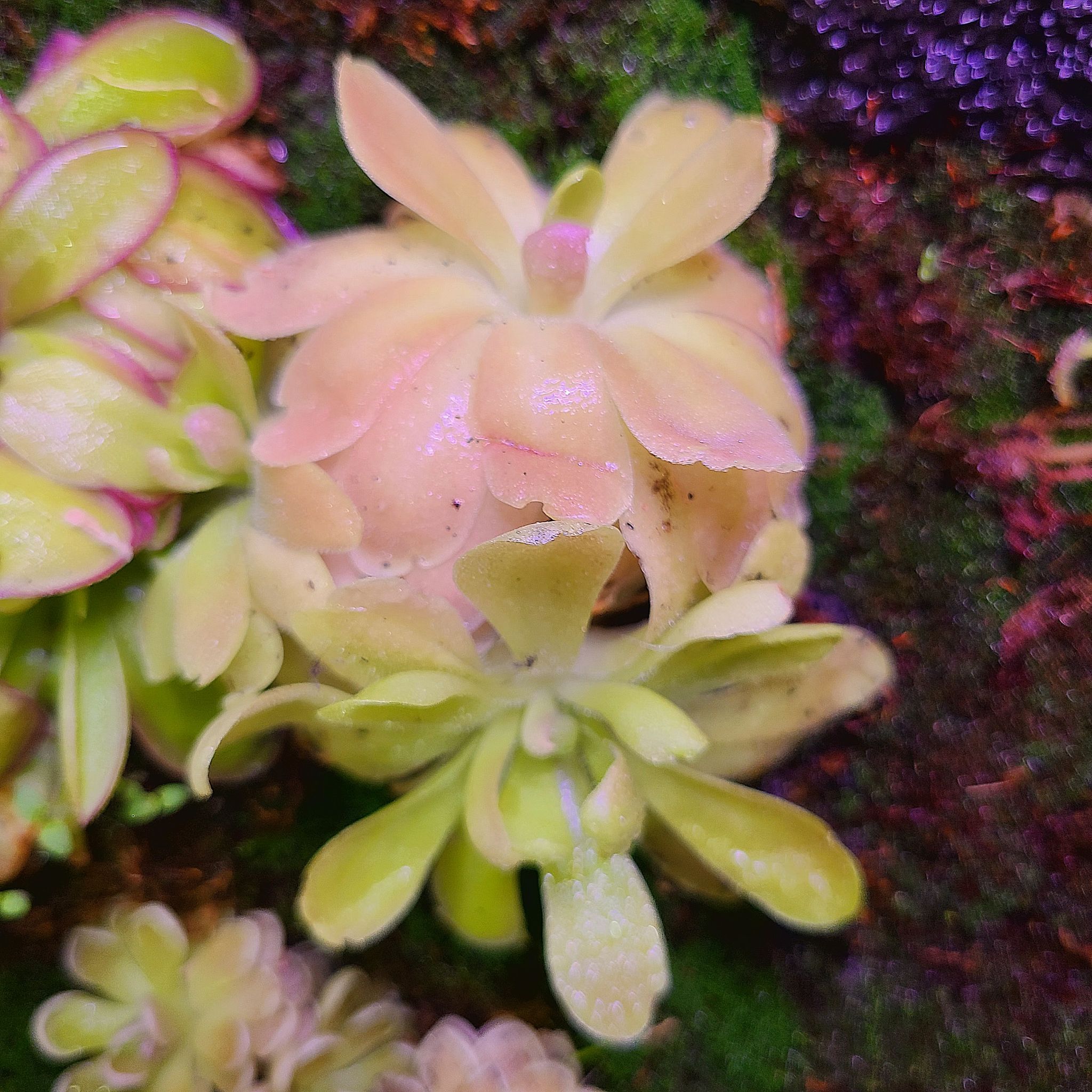 Photo of the plant species Sethos Butterwort by @Paradox named Seth on Greg, the plant care app
